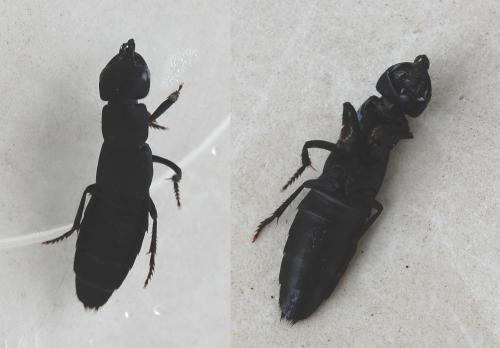 Ocypus sp.